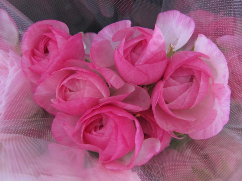 Ranunculus Vigor Light Pink.jpg